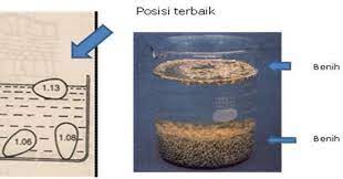 BPP KEC. DRIYOREJO - GRESIK: SELEKSI BENIH PADI MENGGUNAKAN LARUTAN AIR,  GARAM DAN TELUR